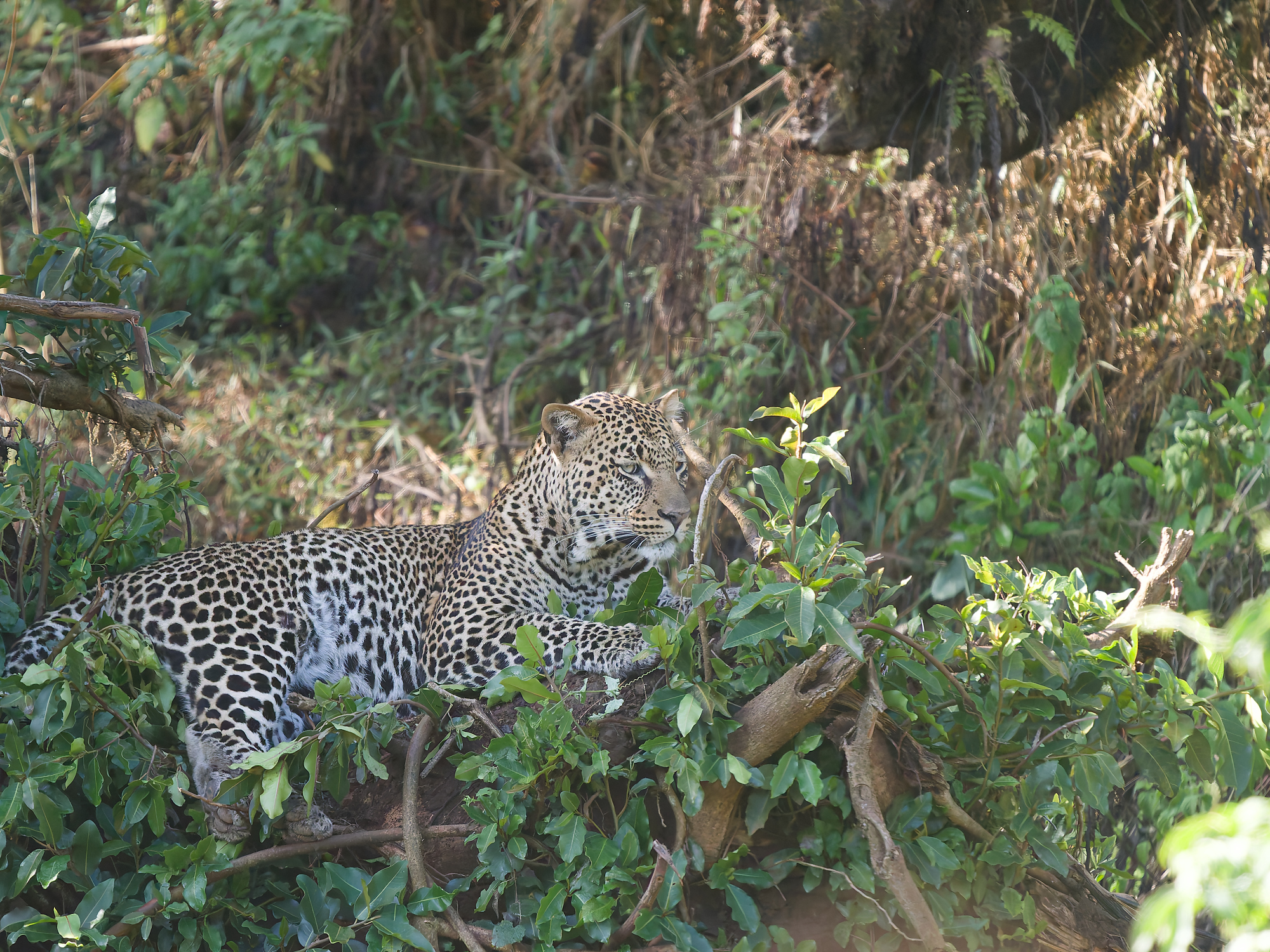 Click to open Dag 22: Ngorongoro Crater National Park, Kimba